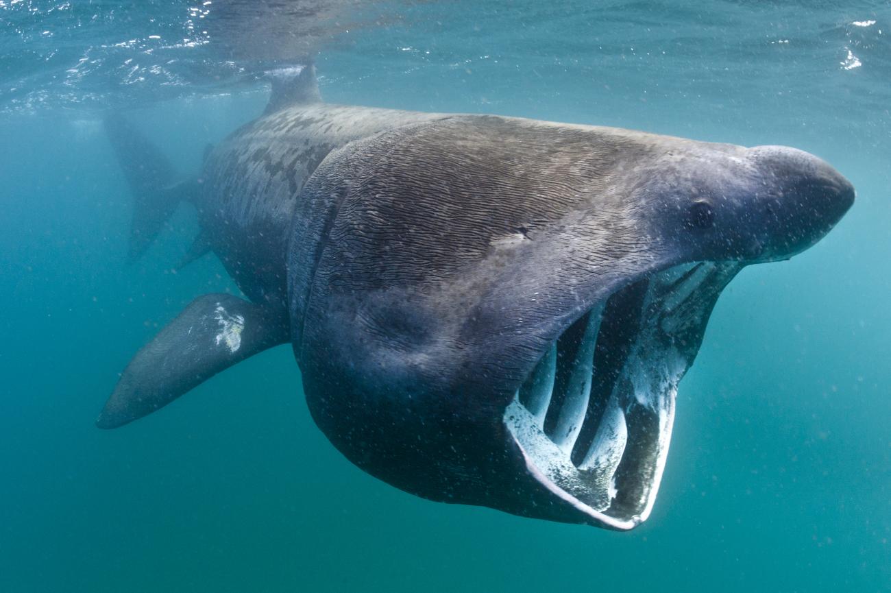 Basking Sharks Exhibit Different Diving Behaviour NatureScot